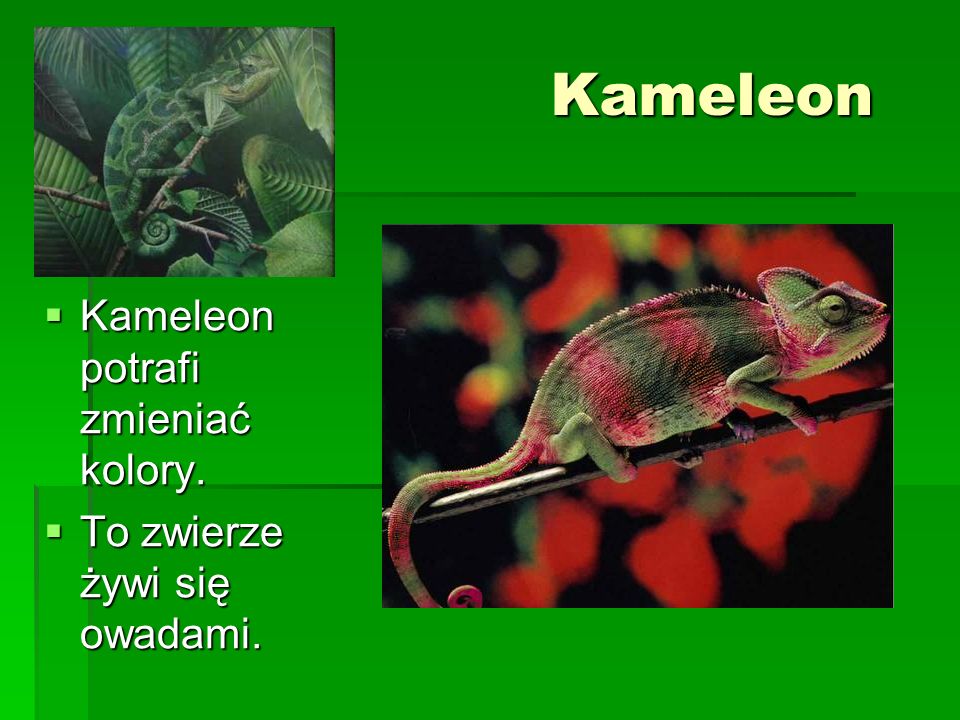 Kameleon Kameleon potrafi zmieniać kolory.