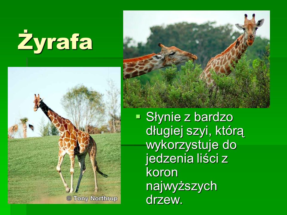 Żyrafa Słynie z bardzo długiej szyi, którą wykorzystuje do jedzenia liści z koron najwyższych drzew.
