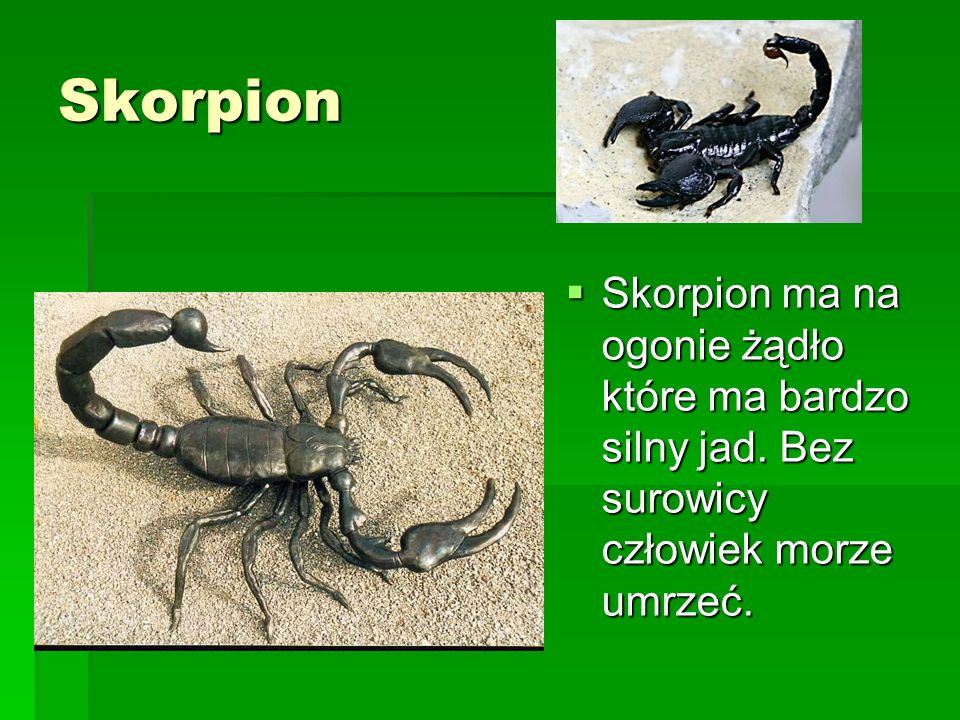 Skorpion Skorpion ma na ogonie żądło które ma bardzo silny jad. Bez surowicy człowiek morze umrzeć.