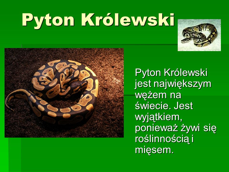 Pyton Królewski Pyton Królewski jest największym wężem na świecie.