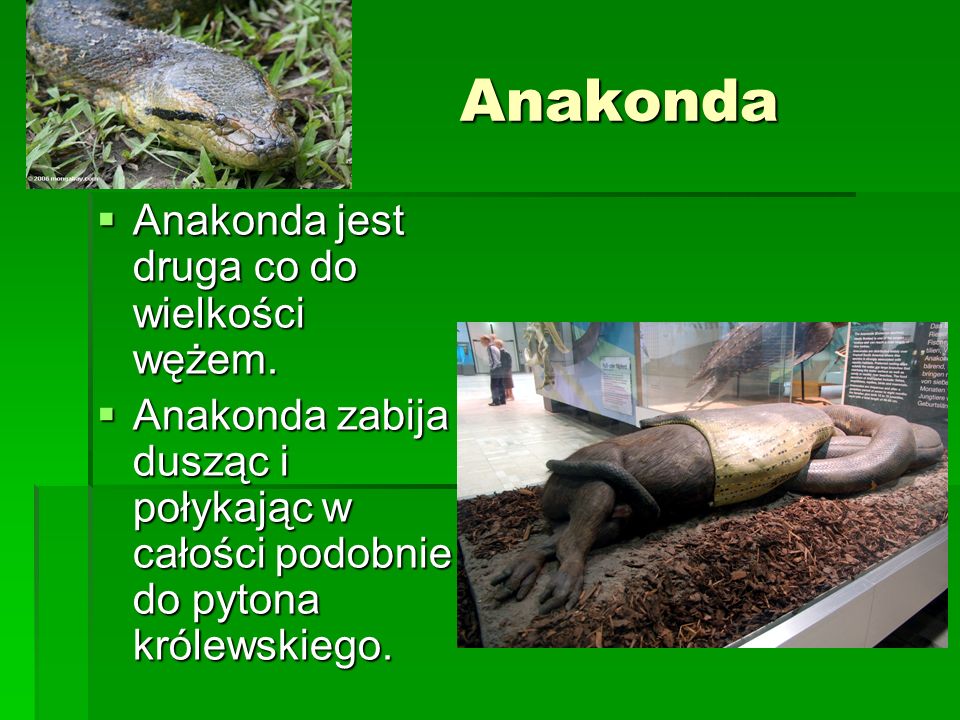 Anakonda Anakonda jest druga co do wielkości wężem.