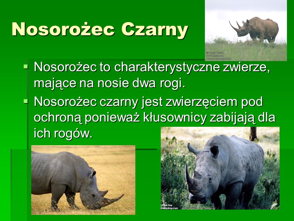 Nosorożec Czarny Nosorożec to charakterystyczne zwierze, mające na nosie dwa rogi.