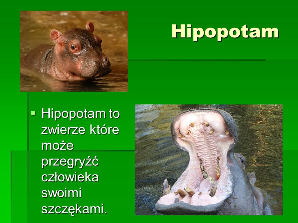 Hipopotam Hipopotam to zwierze które może przegryźć człowieka swoimi szczękami.