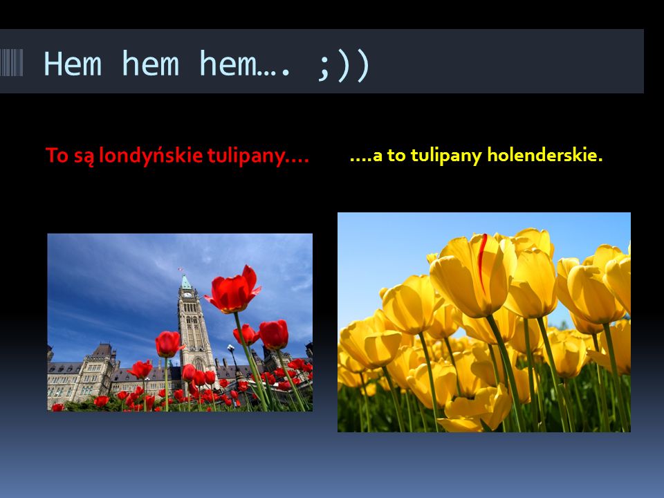 Hem hem hem…. ;)) To są londyńskie tulipany….