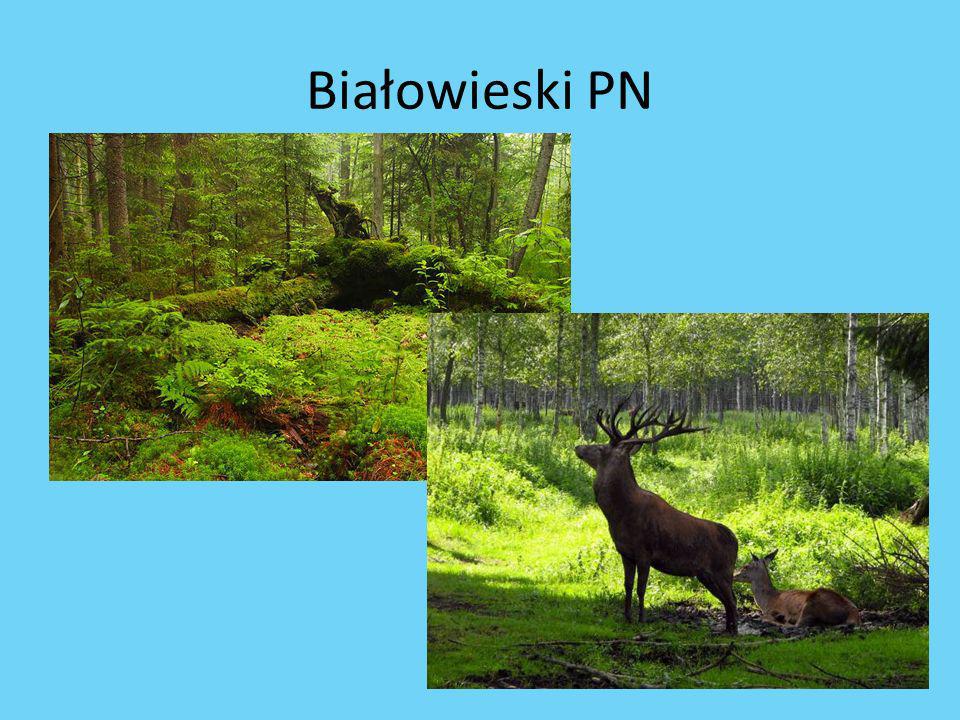 Białowieski PN