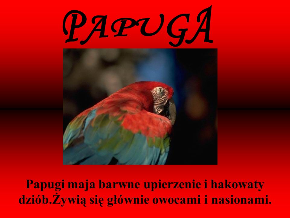 PAPUGA Papugi maja barwne upierzenie i hakowaty dziób.Żywią się głównie owocami i nasionami.