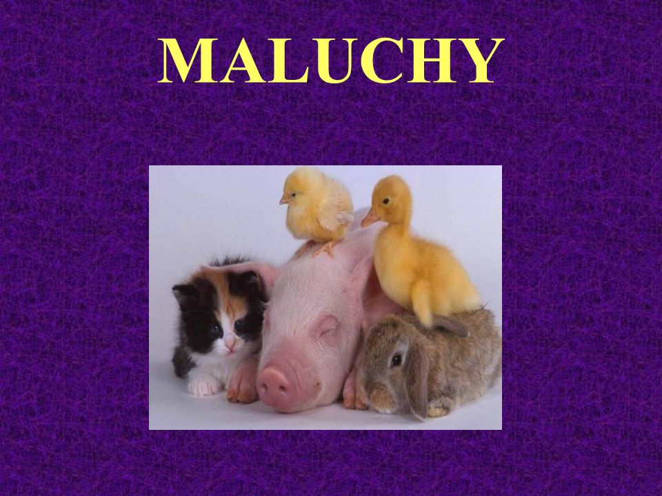 MALUCHY