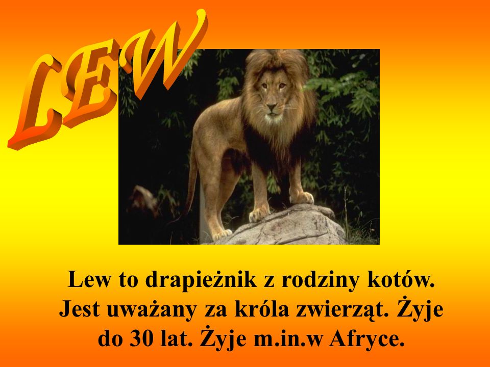 LEW Lew to drapieżnik z rodziny kotów. Jest uważany za króla zwierząt.