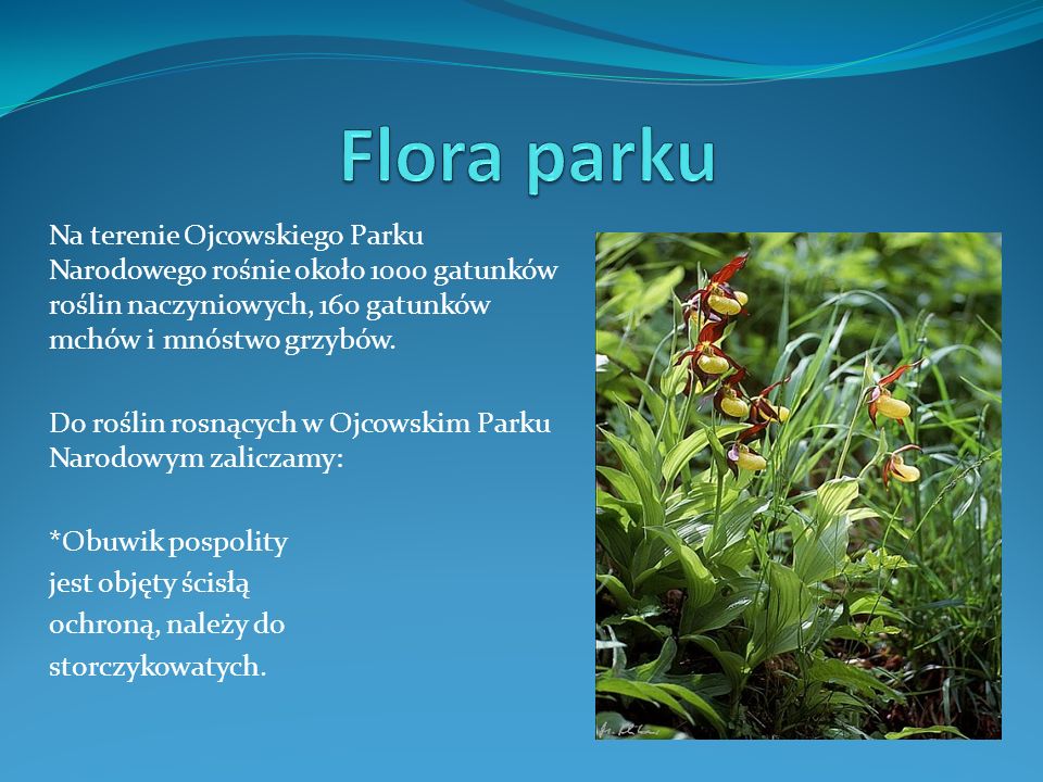 Flora parku Na terenie Ojcowskiego Parku Narodowego rośnie około 1000 gatunków roślin naczyniowych, 160 gatunków mchów i mnóstwo grzybów.