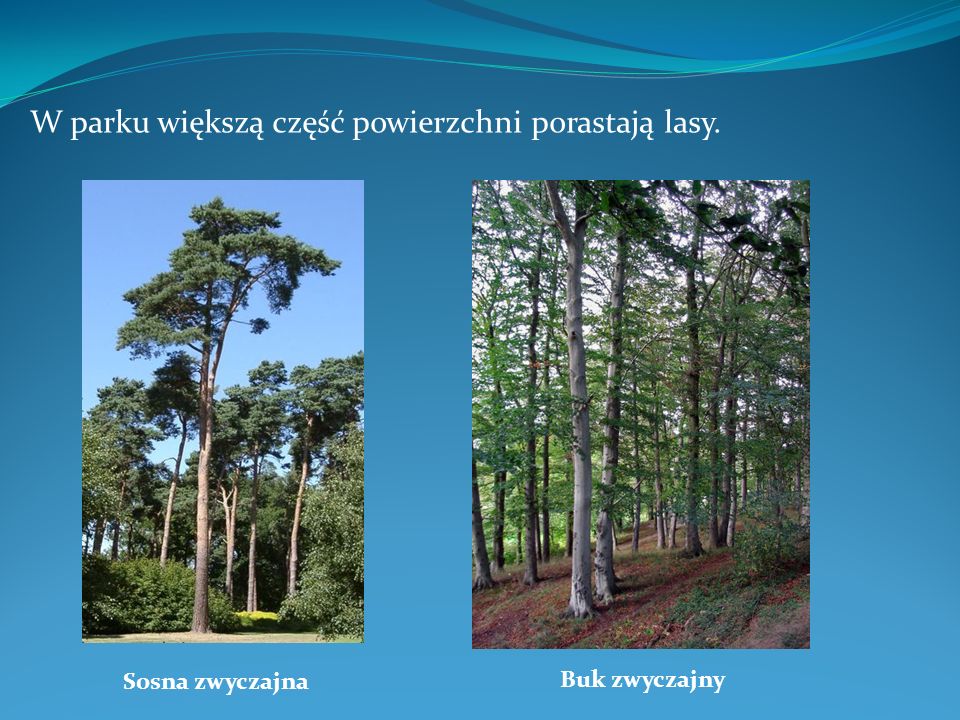 W parku większą część powierzchni porastają lasy.