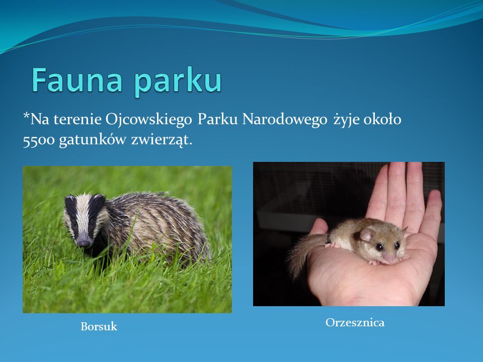 Fauna parku *Na terenie Ojcowskiego Parku Narodowego żyje około 5500 gatunków zwierząt. Orzesznica.
