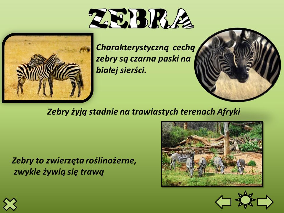 ZEBRA Charakterystyczną cechą zebry są czarna paski na białej sierści.