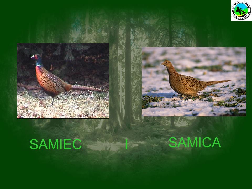 SAMICA SAMIEC I