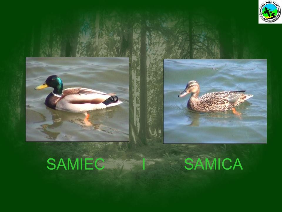SAMIEC I SAMICA