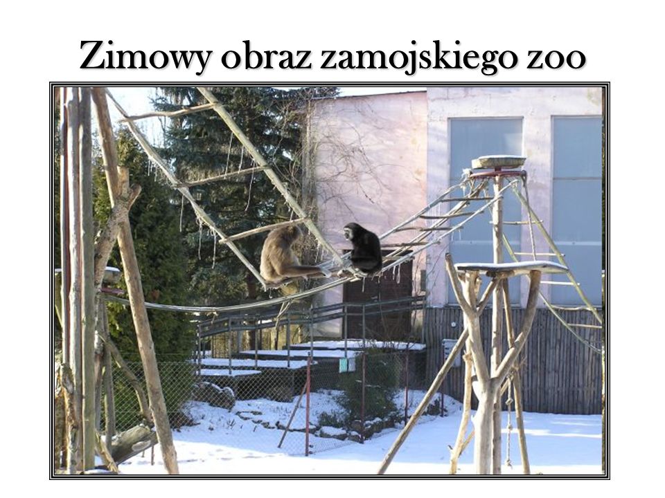 Zimowy obraz zamojskiego zoo