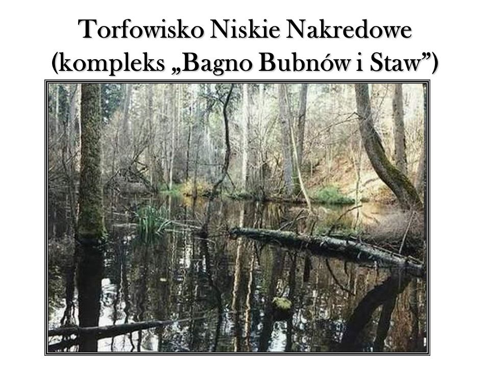 Torfowisko Niskie Nakredowe (kompleks „Bagno Bubnów i Staw )