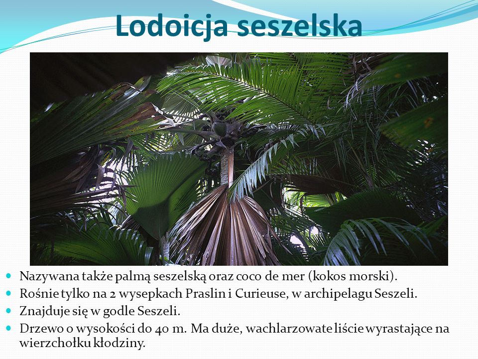 Lodoicja seszelska Nazywana także palmą seszelską oraz coco de mer (kokos morski).