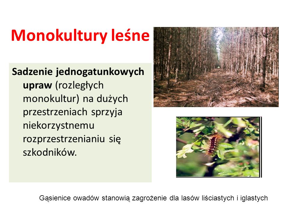 Monokultury leśne
