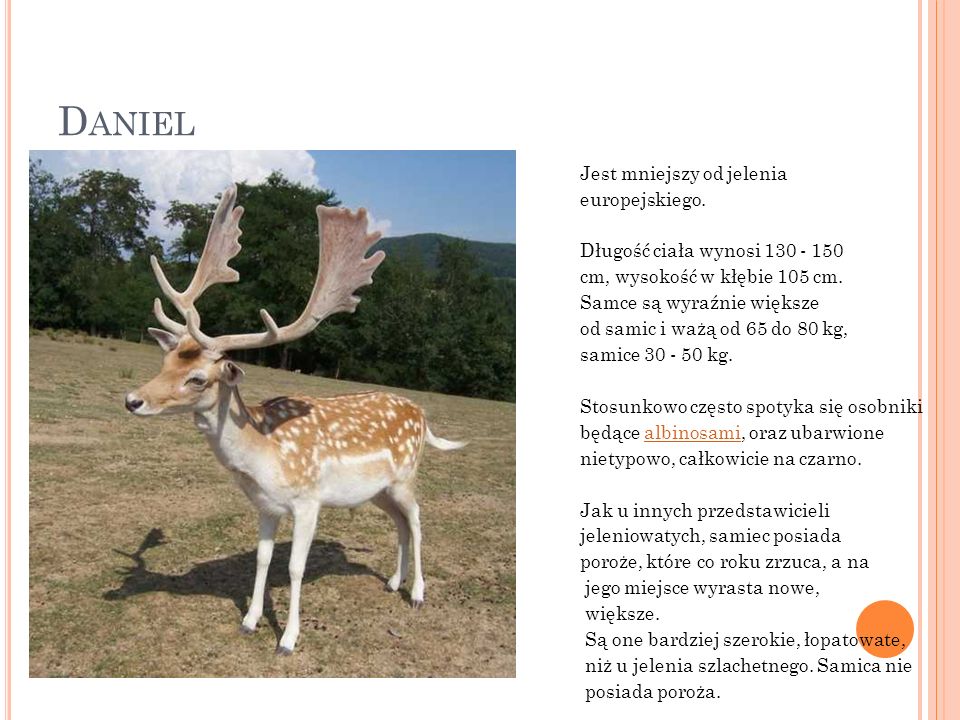 Daniel Jest mniejszy od jelenia europejskiego.