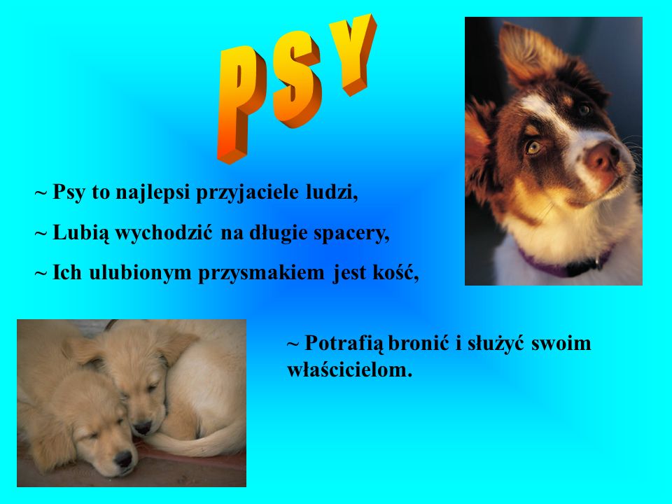 P S Y ~ Psy to najlepsi przyjaciele ludzi,