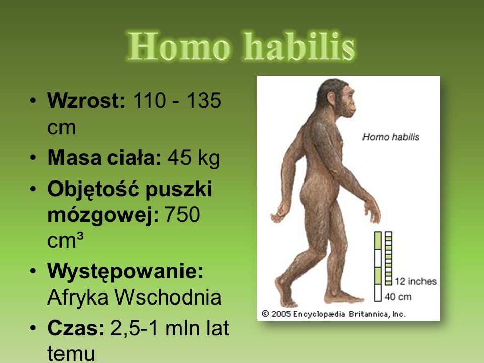 Homo habilis Wzrost: cm Masa ciała: 45 kg