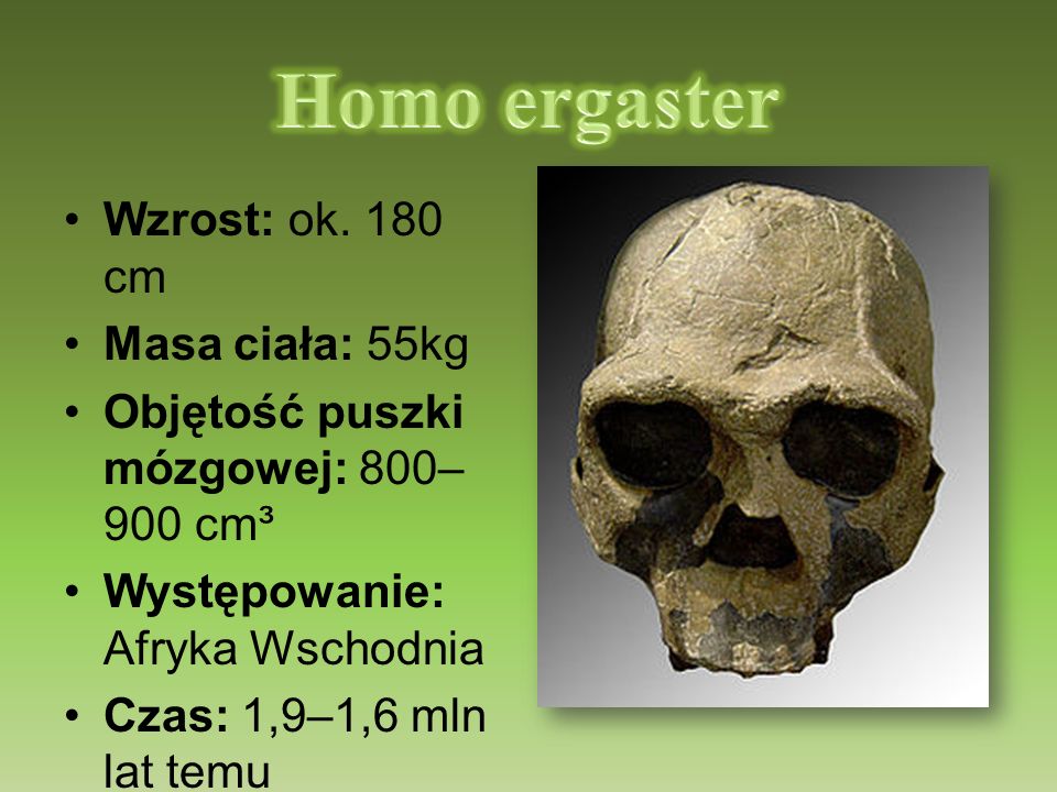 Homo ergaster Wzrost: ok. 180 cm Masa ciała: 55kg