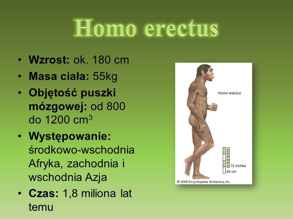 Homo erectus Wzrost: ok. 180 cm Masa ciała: 55kg