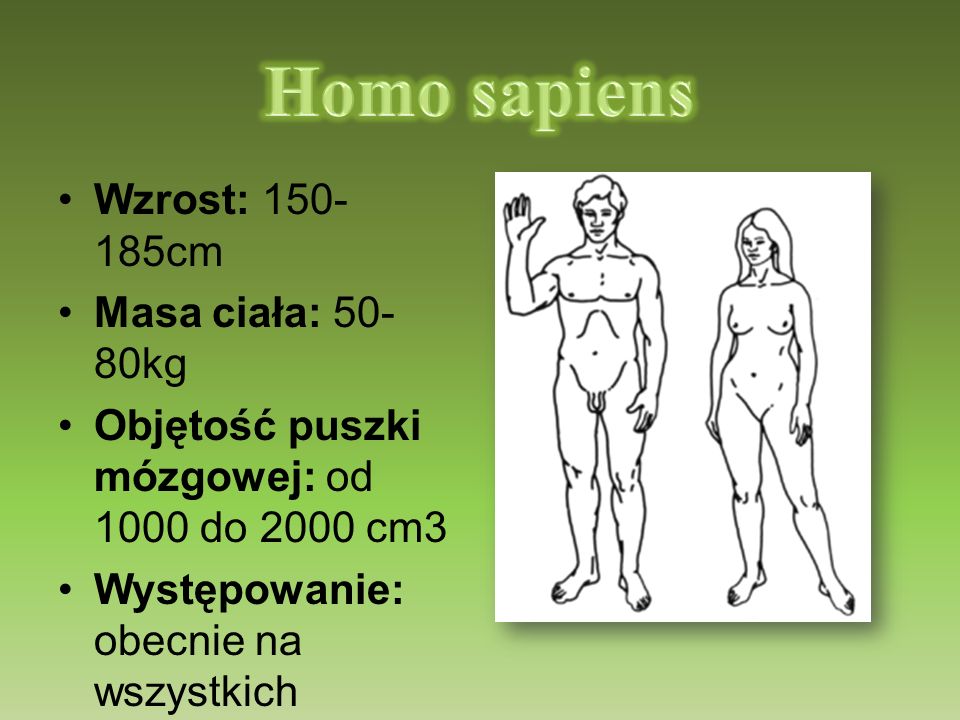 Homo sapiens Wzrost: cm Masa ciała: 50-80kg