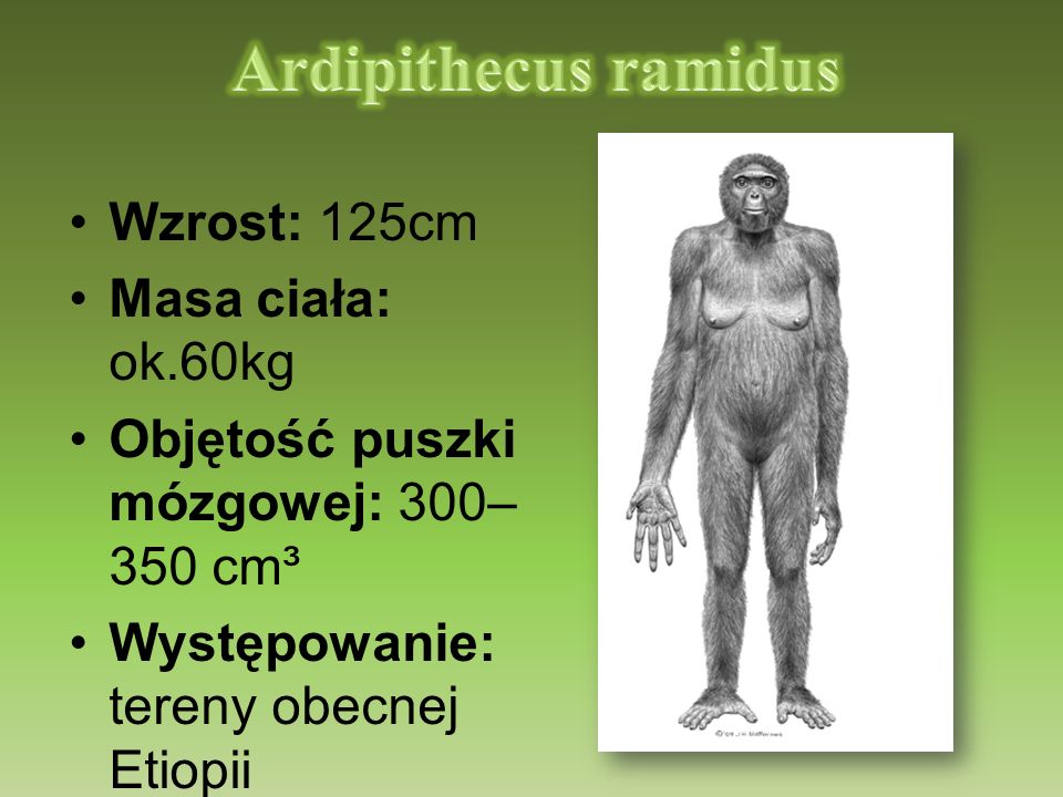 Ardipithecus ramidus Wzrost: 125cm Masa ciała: ok.60kg