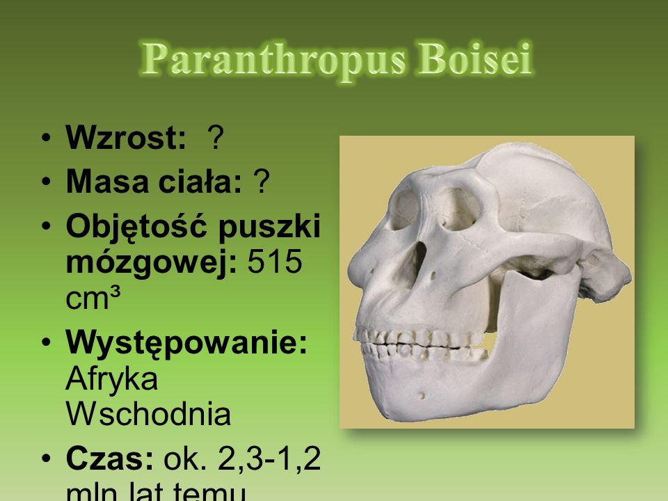 Paranthropus Boisei Wzrost: Masa ciała: