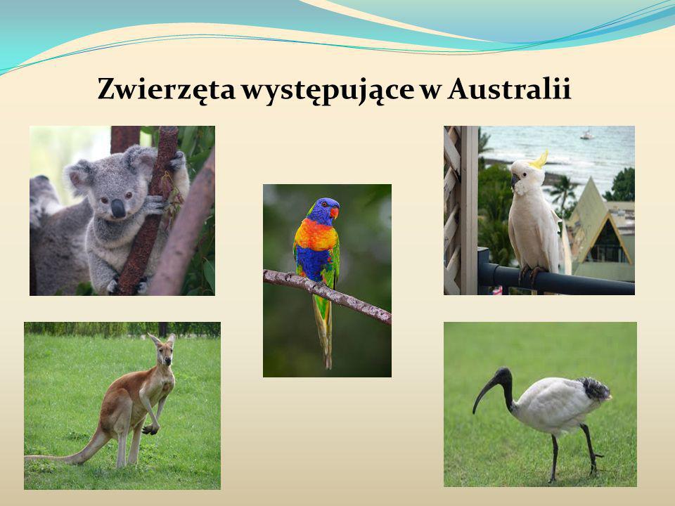 Zwierzęta występujące w Australii