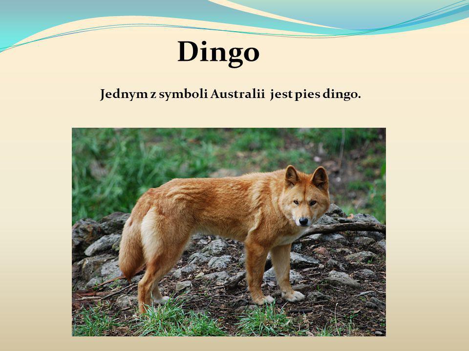Jednym z symboli Australii jest pies dingo.