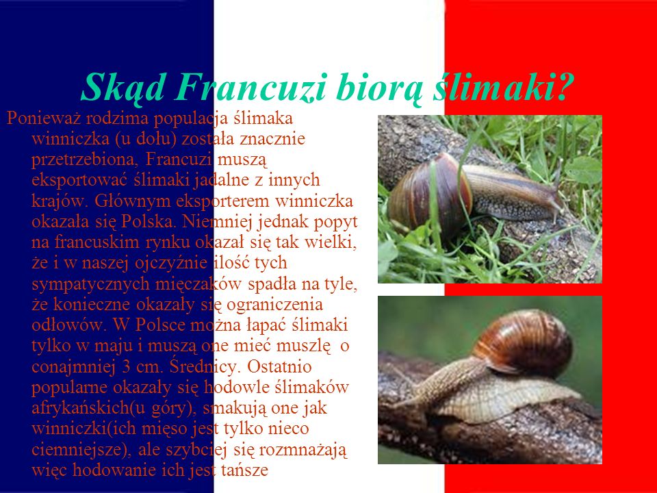 Skąd Francuzi biorą ślimaki