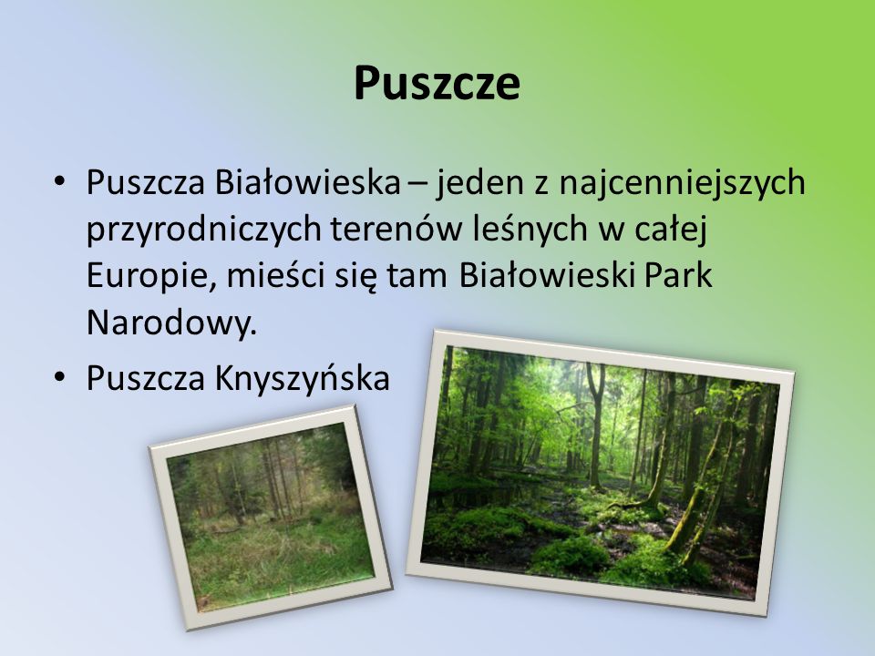 Puszcze Puszcza Białowieska – jeden z najcenniejszych przyrodniczych terenów leśnych w całej Europie, mieści się tam Białowieski Park Narodowy.