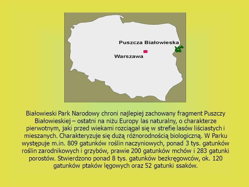 Białowieski Park Narodowy chroni najlepiej zachowany fragment Puszczy Białowieskiej – ostatni na niżu Europy las naturalny, o charakterze pierwotnym, jaki przed wiekami rozciągał się w strefie lasów liściastych i mieszanych.