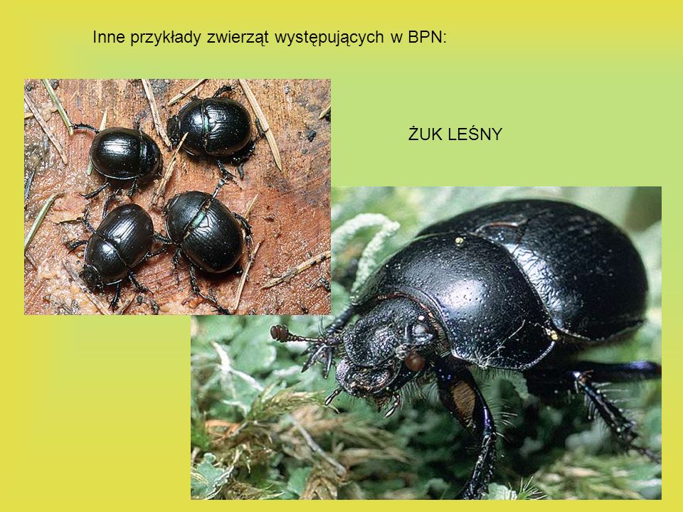 Inne przykłady zwierząt występujących w BPN: