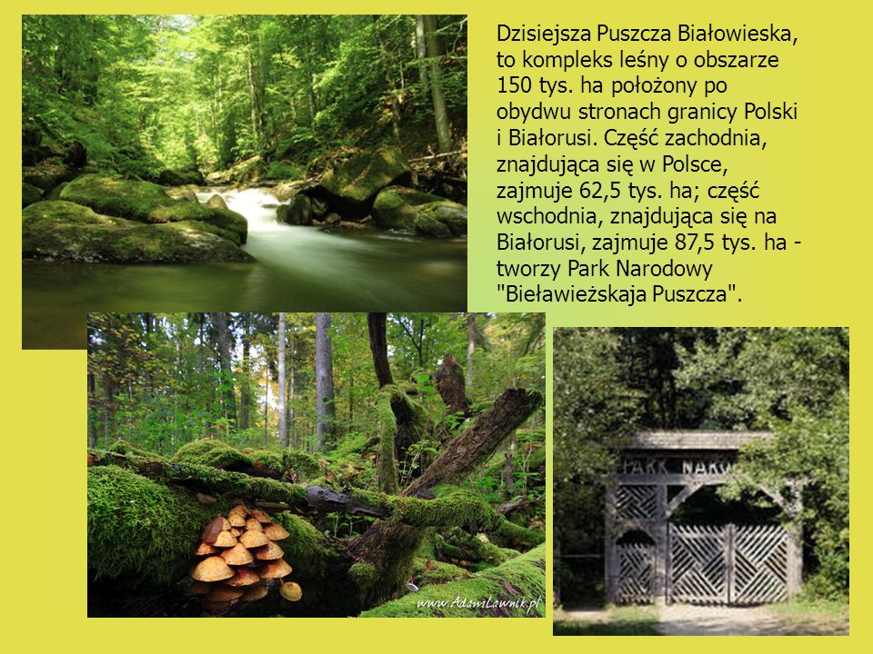 Dzisiejsza Puszcza Białowieska, to kompleks leśny o obszarze 150 tys