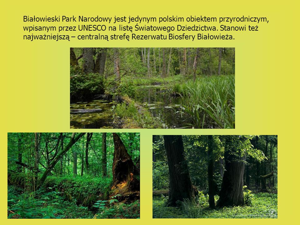 Białowieski Park Narodowy jest jedynym polskim obiektem przyrodniczym, wpisanym przez UNESCO na listę Światowego Dziedzictwa.