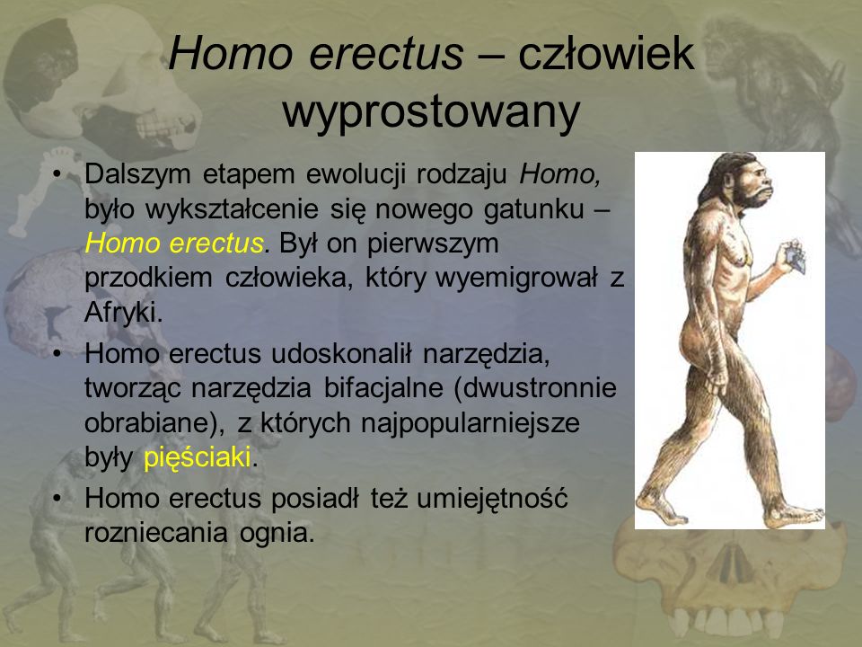 Homo erectus – człowiek wyprostowany
