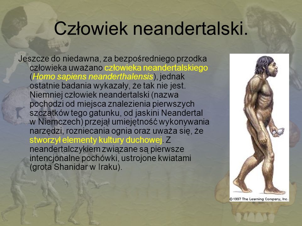 Człowiek neandertalski.