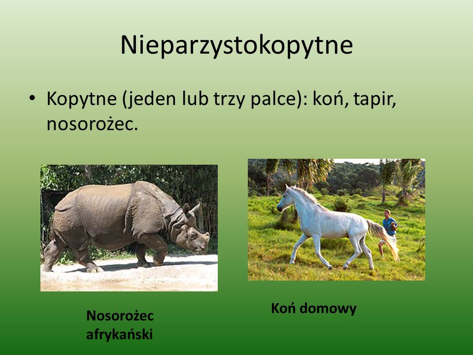 Nieparzystokopytne Kopytne (jeden lub trzy palce): koń, tapir, nosorożec.