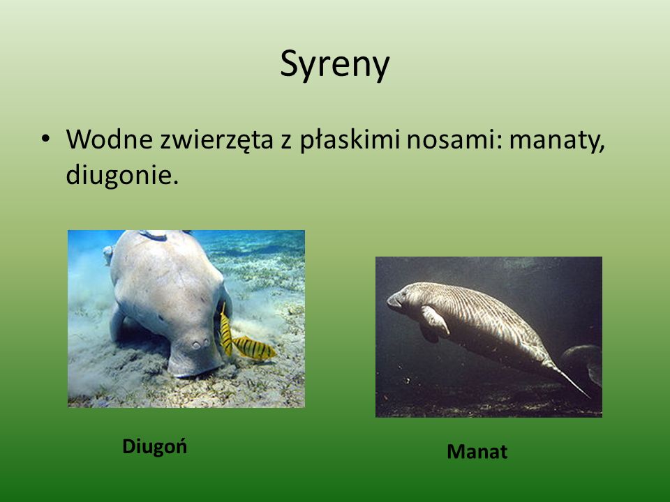 Syreny Wodne zwierzęta z płaskimi nosami: manaty, diugonie. Diugoń