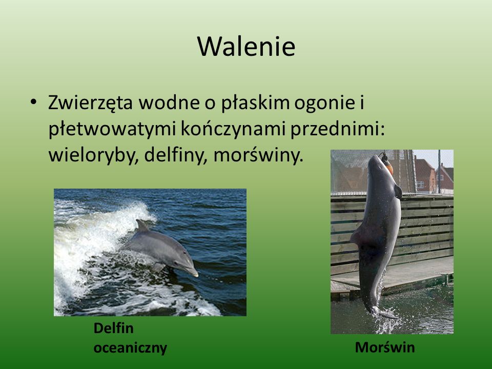 Walenie Zwierzęta wodne o płaskim ogonie i płetwowatymi kończynami przednimi: wieloryby, delfiny, morświny.