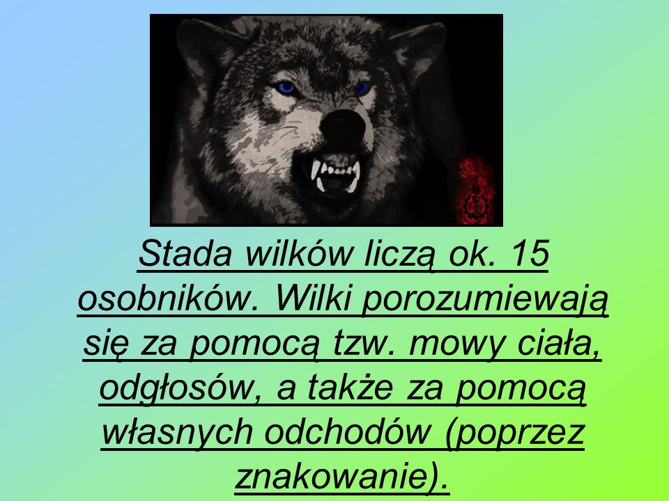 Stada wilków liczą ok. 15 osobników