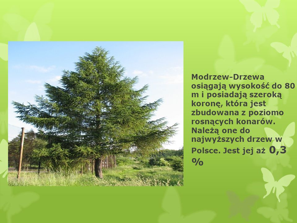 Modrzew-Drzewa osiągają wysokość do 80 m i posiadają szeroką koronę, która jest zbudowana z poziomo rosnących konarów.