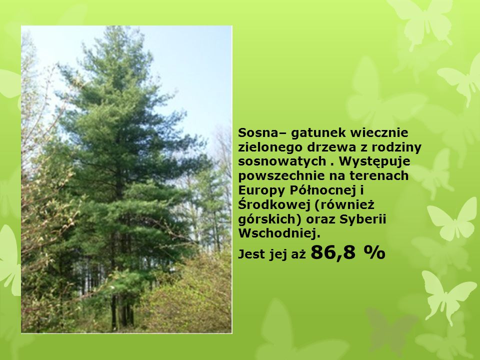 Sosna– gatunek wiecznie zielonego drzewa z rodziny sosnowatych