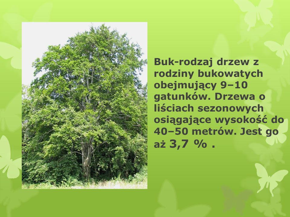 Buk-rodzaj drzew z rodziny bukowatych obejmujący 9–10 gatunków
