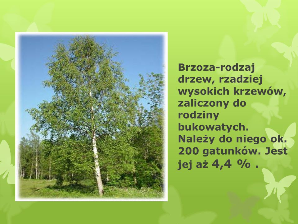 Brzoza-rodzaj drzew, rzadziej wysokich krzewów, zaliczony do rodziny bukowatych.