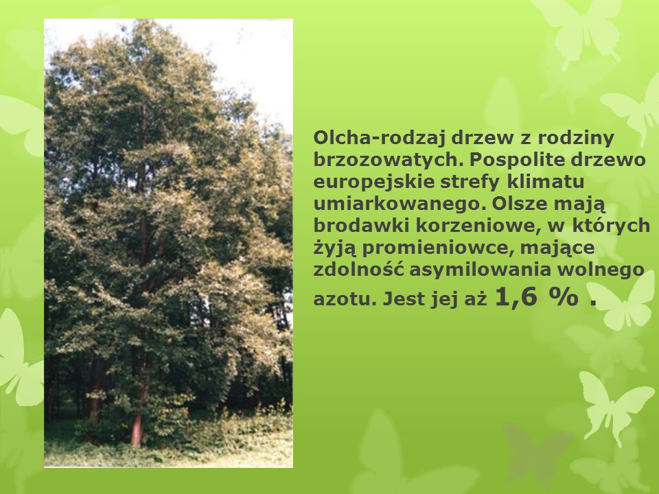 Olcha-rodzaj drzew z rodziny brzozowatych