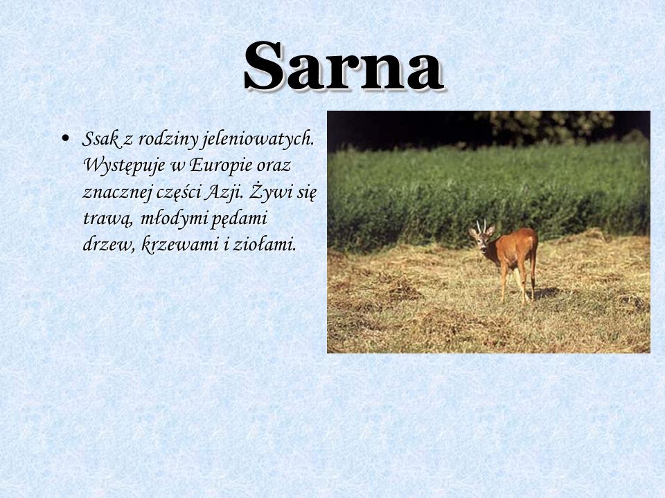 Sarna Ssak z rodziny jeleniowatych. Występuje w Europie oraz znacznej części Azji.